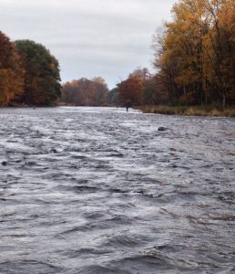 Pulaski Salmon, For Some