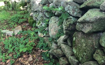 Stone Walls and Stripers