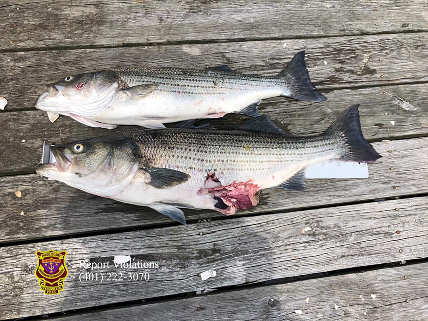 poachers caught with striped bass