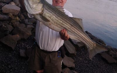 Good News For Stripers