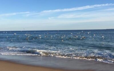Eddie Doherty Teaches Canal Surfcasting