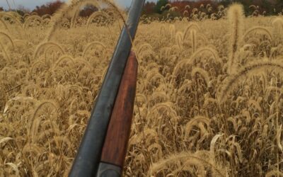 Block Island Deer Aren’t Easy