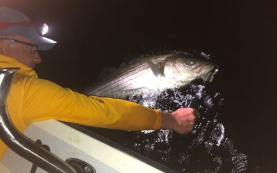 Stripers Forever Seeks Moratorium