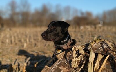 Farewell Colonials Four Leaf Clover