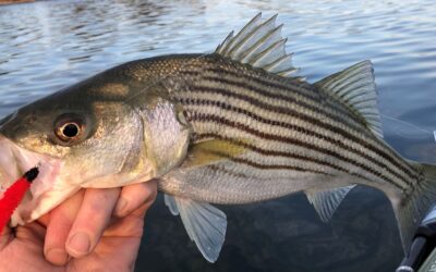 2023/24 RI Fish Regulations