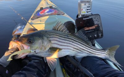 2022 Fish Wrap Winter Calendar