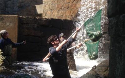 River Herring Come Home