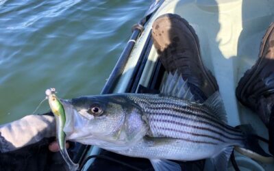 Top Five Spring Striper Lures