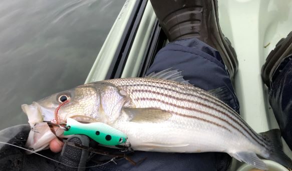Top Lure Picks for Spring Striped Bass on Raritan Bay