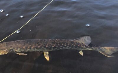 Fishing for Maine Woods Perspective