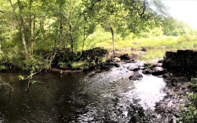 2022 Fish Wrap Memories II