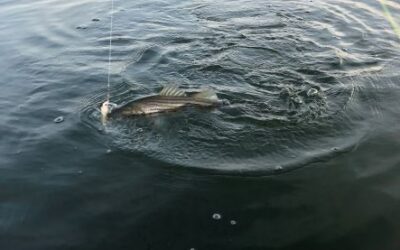 Some Salt Pond Words