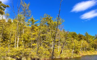 Trading For Maine Woods Time