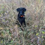 Hunting Pheasant with Bruce and Sedna