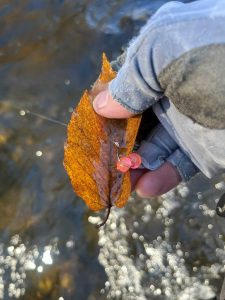 Thirsty For Pulaski's Salmon River